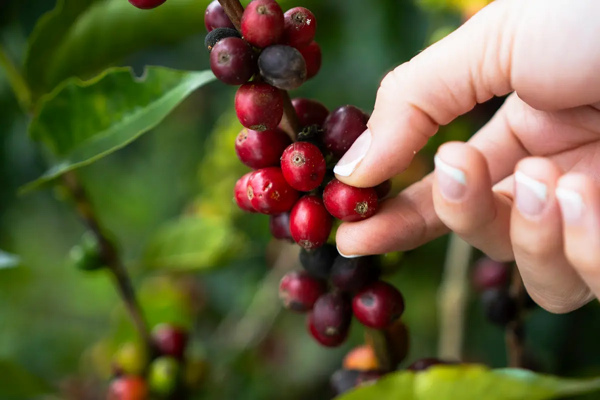 Forsiktig håndplukking av modne røde kaffekirsebær fra en gren, med friske grønne blader som gir et levende bakteppe, legemliggjør essensen av balke kaffe.